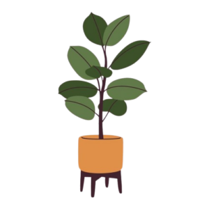 ficus houseplant in flower pot indoor potted plant on the floor in flowerpot trendy office and home plant for interior decoration flat flower illustration isolated on a white background vector