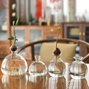 avocado seed starter vase