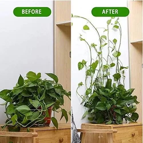 plant climbing self adhesive wall plant climbing self adhesive wall